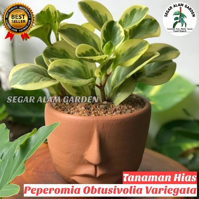 Peperomia Obtusifolia Variegata - Teplan Variegata