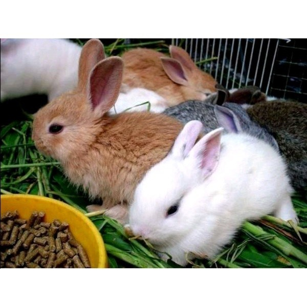 Kelinci Lokal bukan Rex, Netherland Dwarf, Fuzzy Lop, Holland Lop, English Angora, Flemish Giant dll
