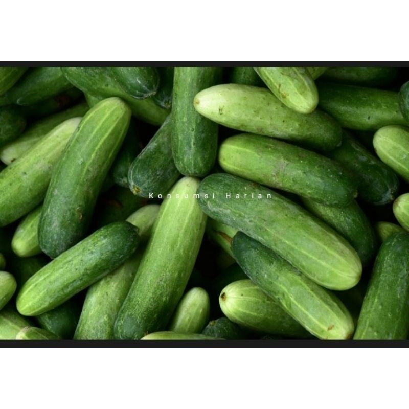 

Timun / Cucumber 500gram