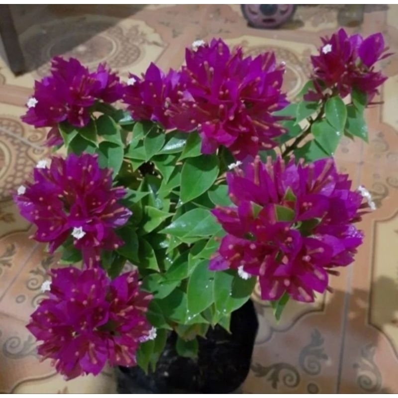 tanaman hias Bougenville Singapore pink fanta