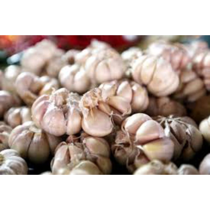 

bawang putih besar - besar berkualitas 1 kg