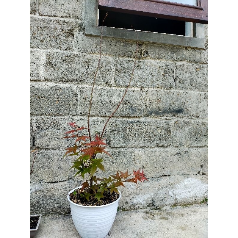 Japanese Red Maple/ Red Maple Japanese ORIGINAL Hasil Cangkok