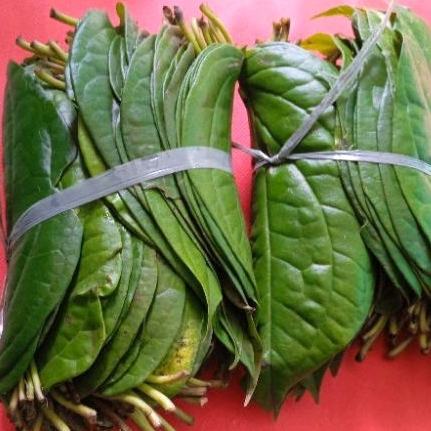 

Daun Sirih 1 Ikat