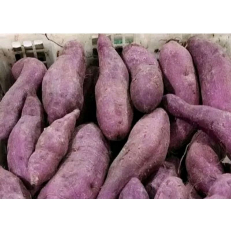 

UBI JALAR / UBI UNGU /UBI KUNING