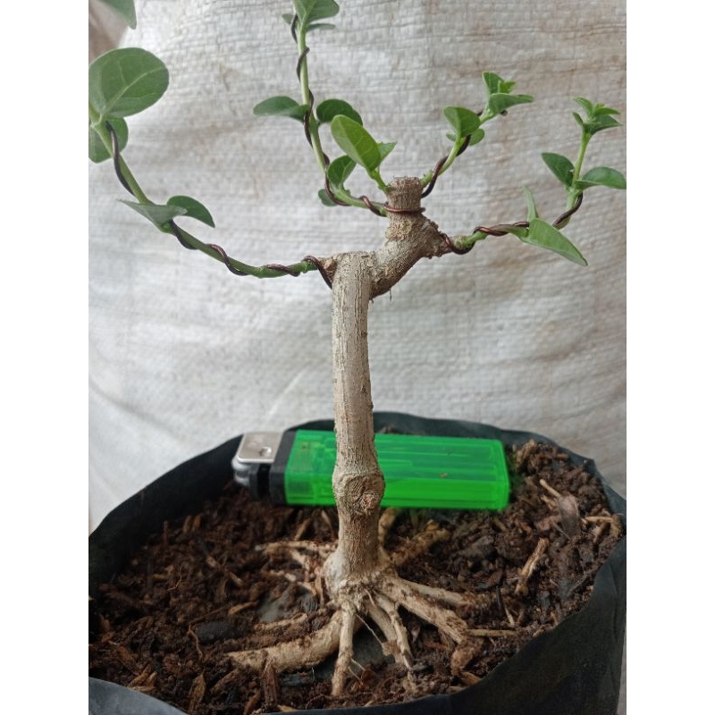Bahan Bonsai Sancang Mame Prokar Program Akar Realpict Sesuai Foto