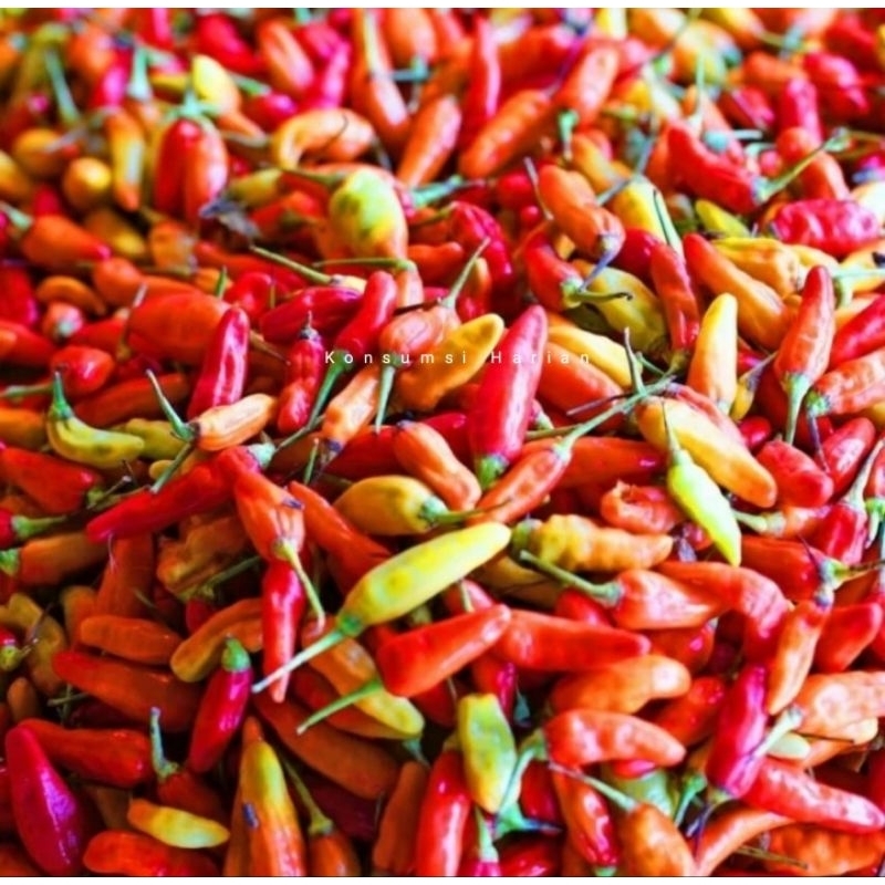

Cabai Rawit / Chili Cayenne 100gram