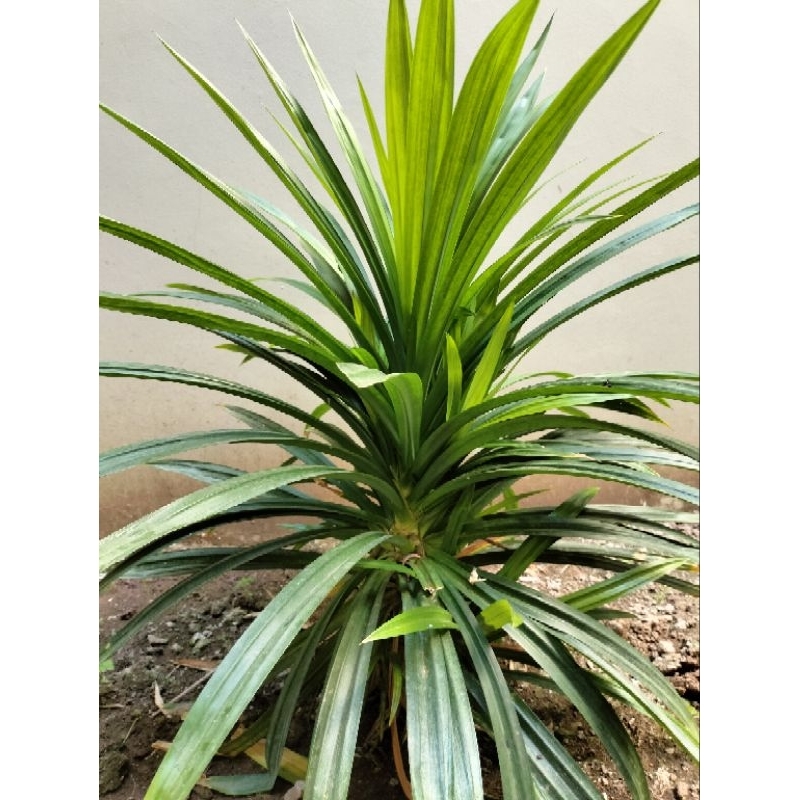 

daun pandan suji 15 lembar fresh dari kebun sediri