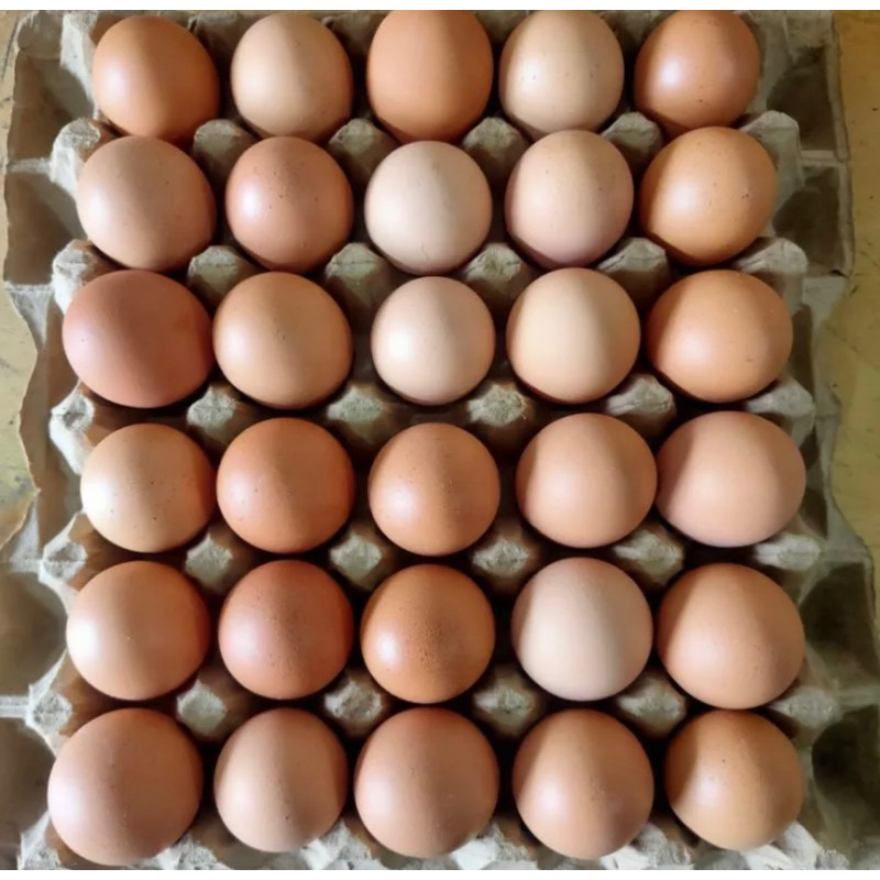 

Telur Ayam Eropa 1 Papan