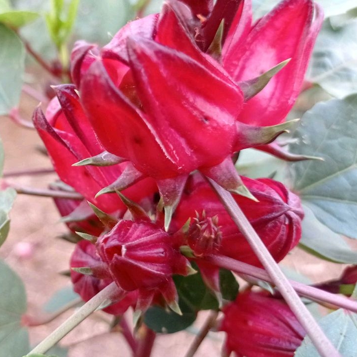

ROSELLA MERAH SEGAR 500 GRAM LANGSUNG PETIK DARI KEBUN