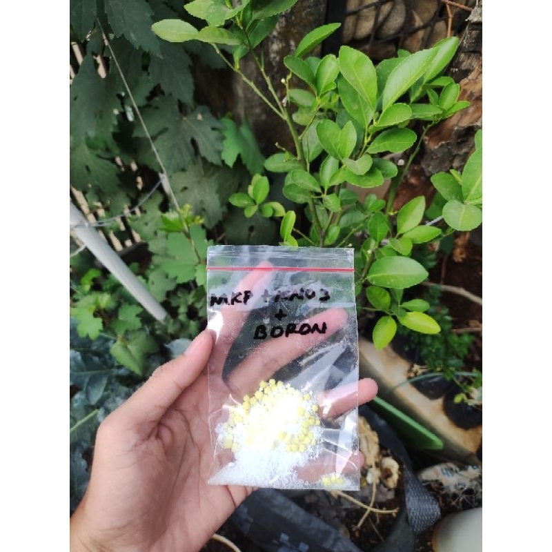 PAKET PUPUK PERANGSANG BUNGA ANGGUR, JAMBU, JERUK & BUAH  LAIN REPACK KNO3 PUTIH + MKP PAK TANI + BO