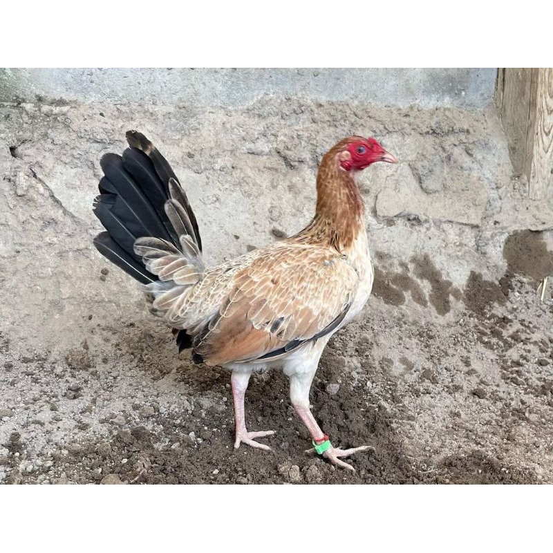 

Jual Telur Ayam Ak29 Paket 5 Butir