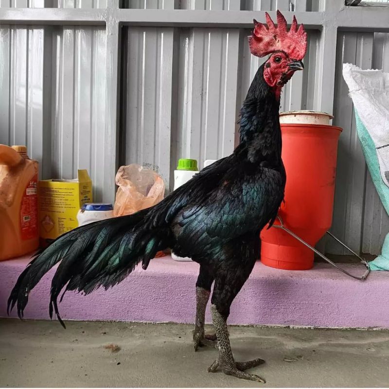 

Jual Telur Ayam Ak30 Paket 5 Butir