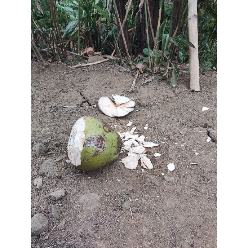 

kelapa muda 2 genul