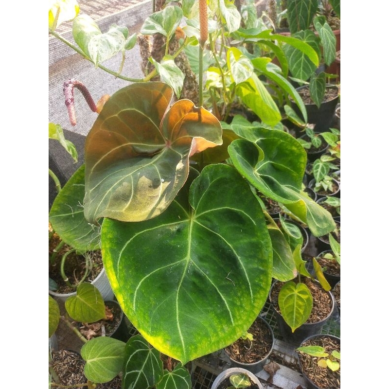 bibit hoffmanii red sinus