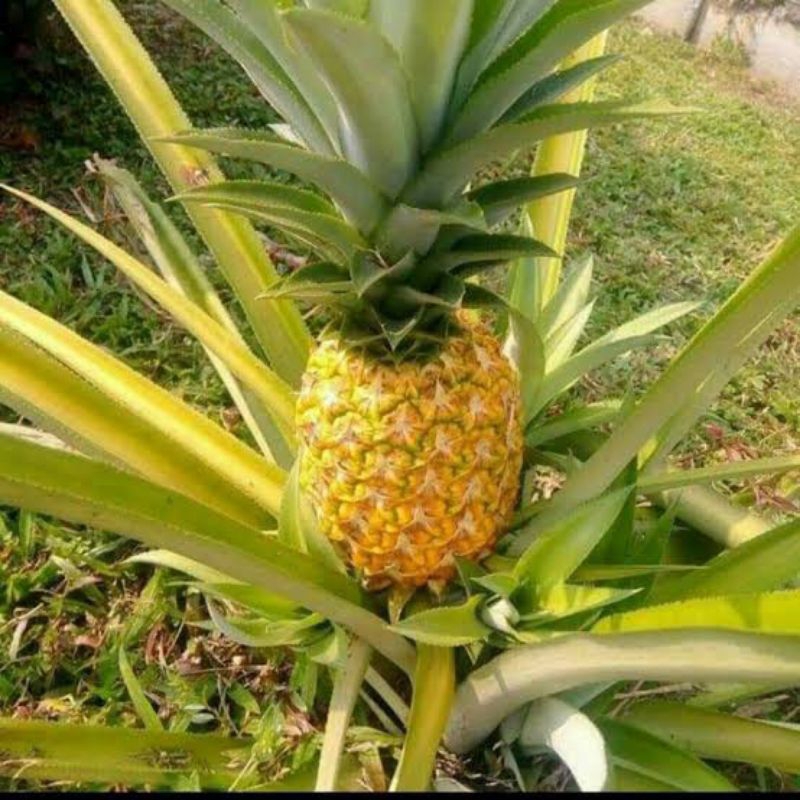 

BIBIT NANAS MADU JUMBO GUNUNG KELUD KEDIRI