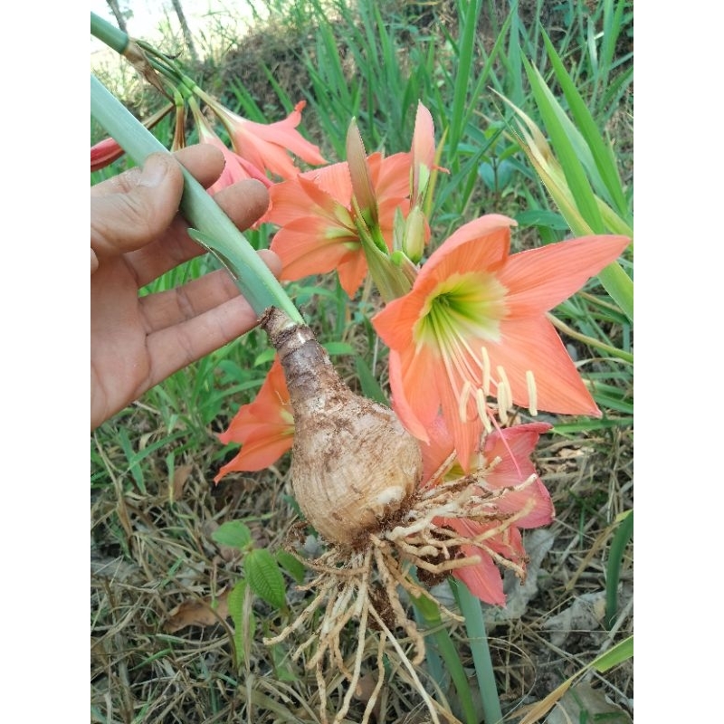 PAKET 10 UMBI BUNGA AMARILIS ORANGE / UMBI AMARILIS