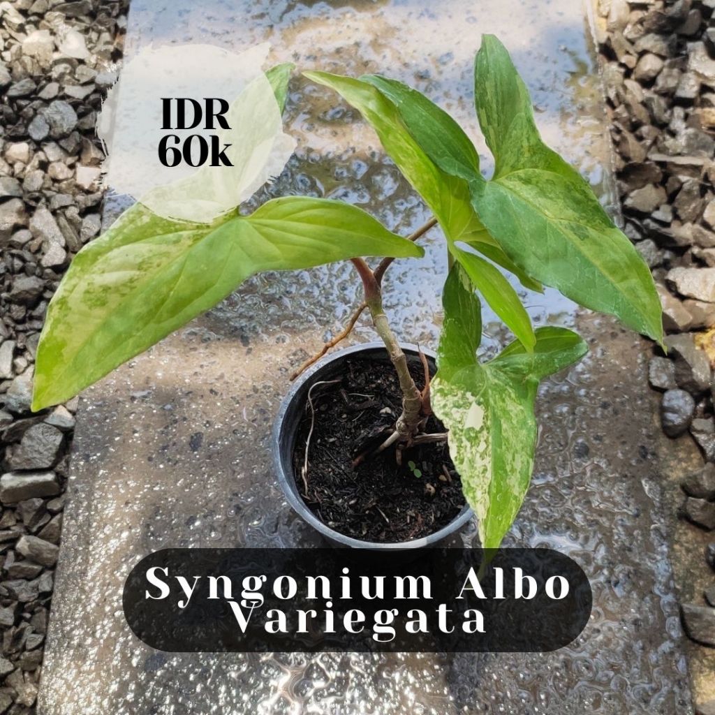 Syngonium Albo Variegata