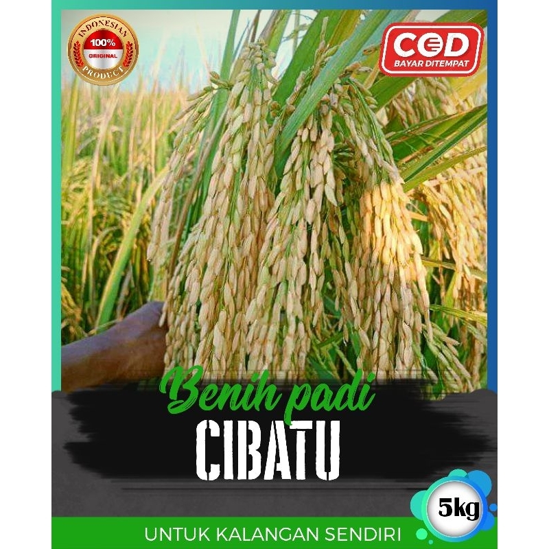 benih padi cibatu 5kg