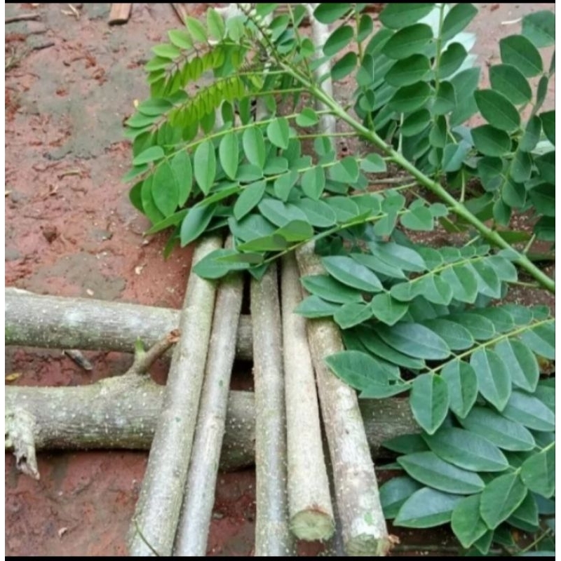 STEK POHON GAMAL UNTUK BIBIT / STEK GAMAL