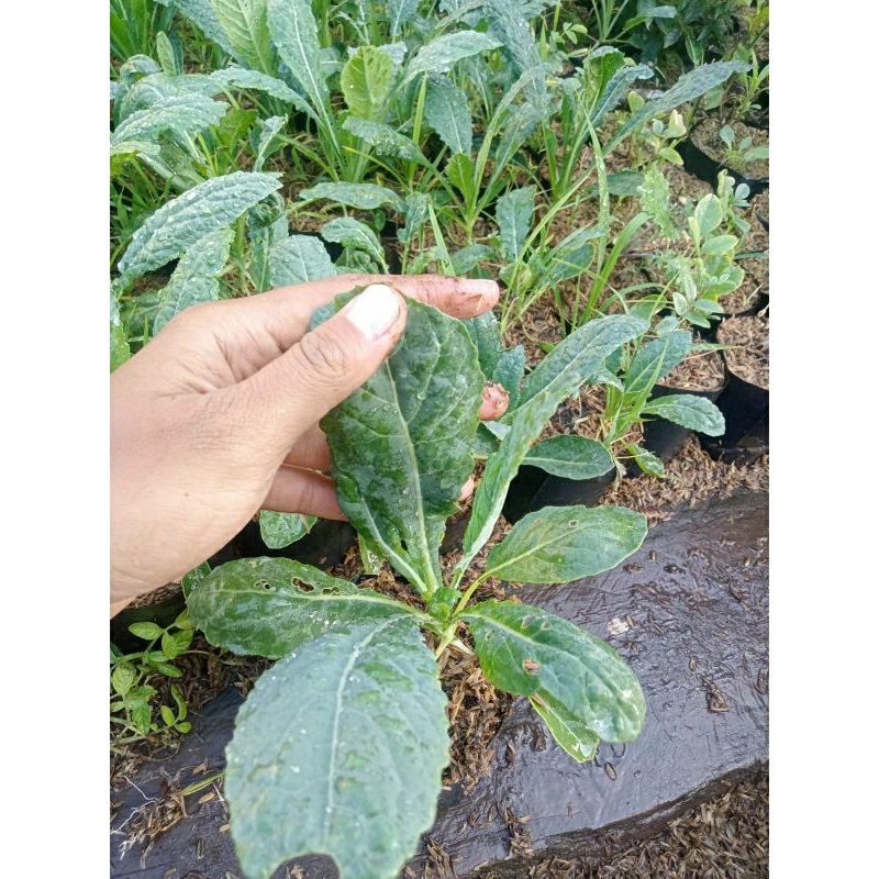 Tanaman Sayur Kale Nero/Pohon Kale Lacinato
