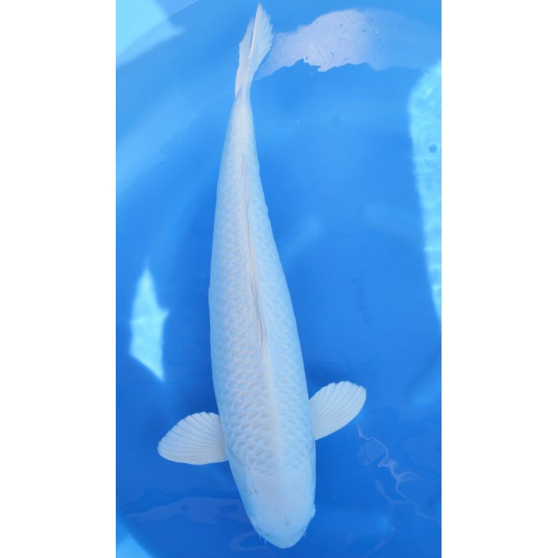 ikan koi platinum grade A size 20cm