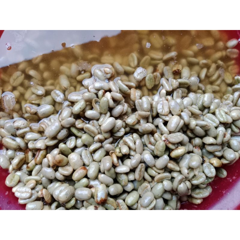 Benih biji bibit Kopi Arabika Gayo Brimbin 300gram