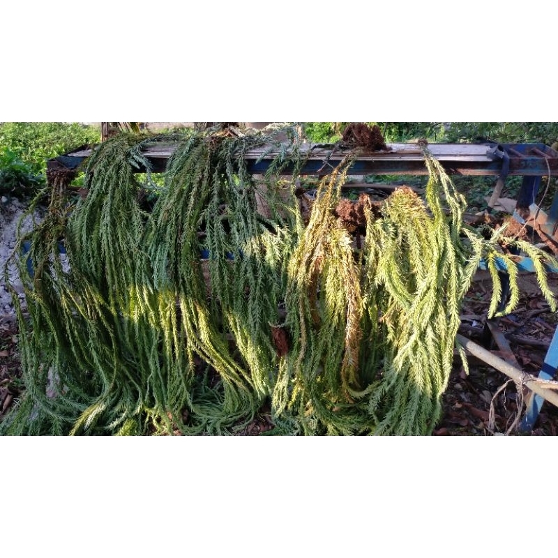 tanaman huperzia geobelly langkah/huperzia biru/blue lycopodium