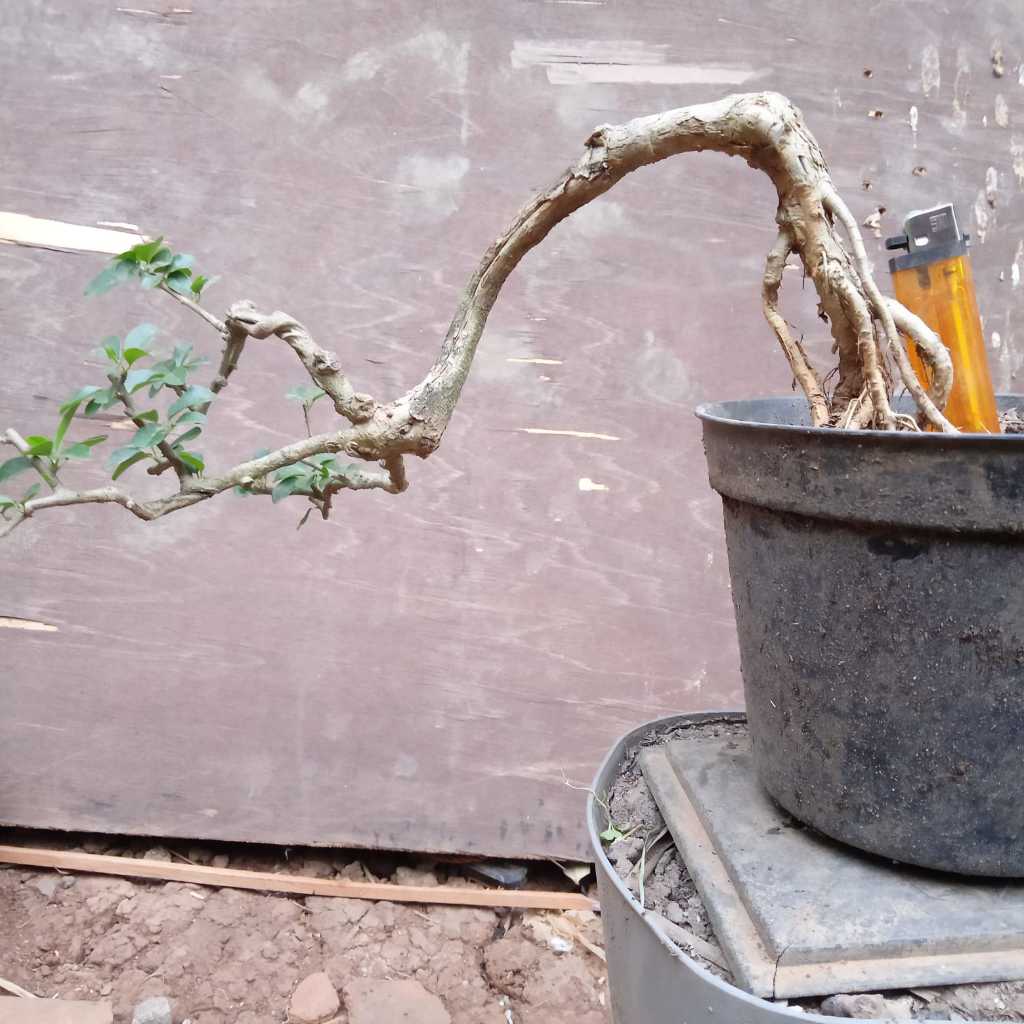 bonsai kaliage/sisir