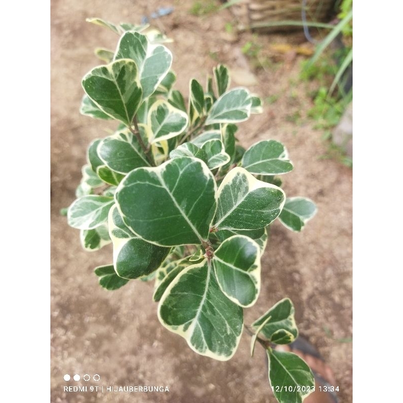 beringin varigata kupu-kupu