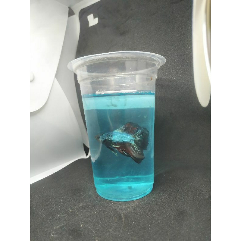 halfmoon double tail food