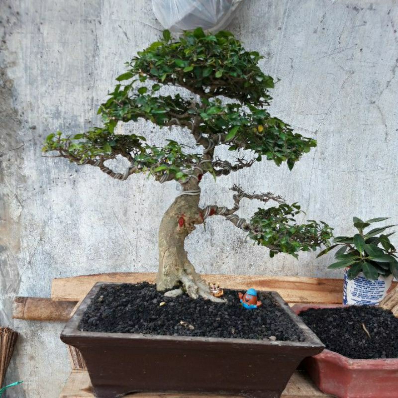 bonsai siap pajang