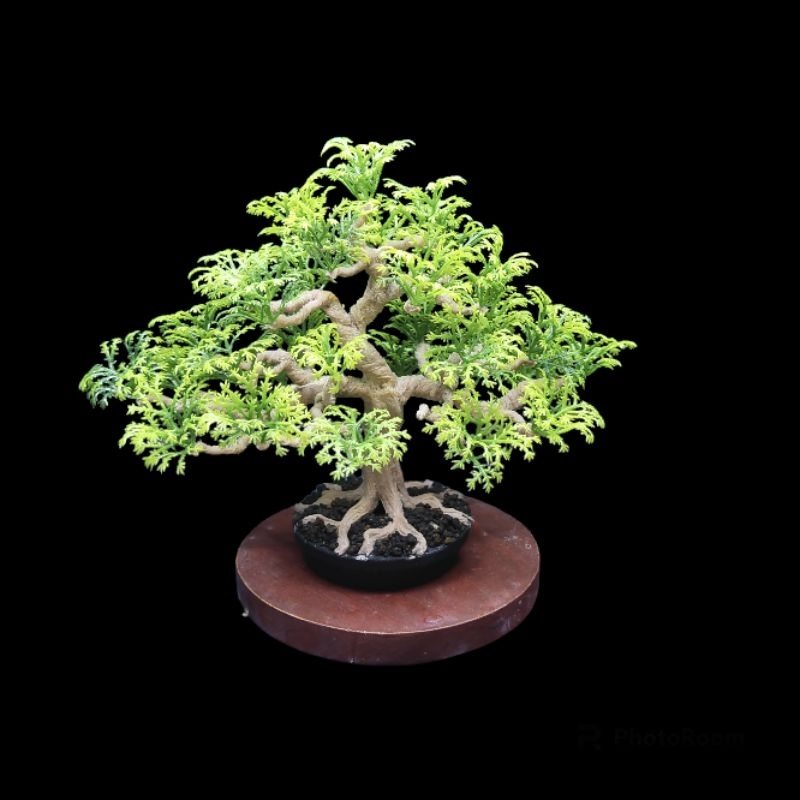 Bonsai Replika Pohon Asem Hiasan Aquarium