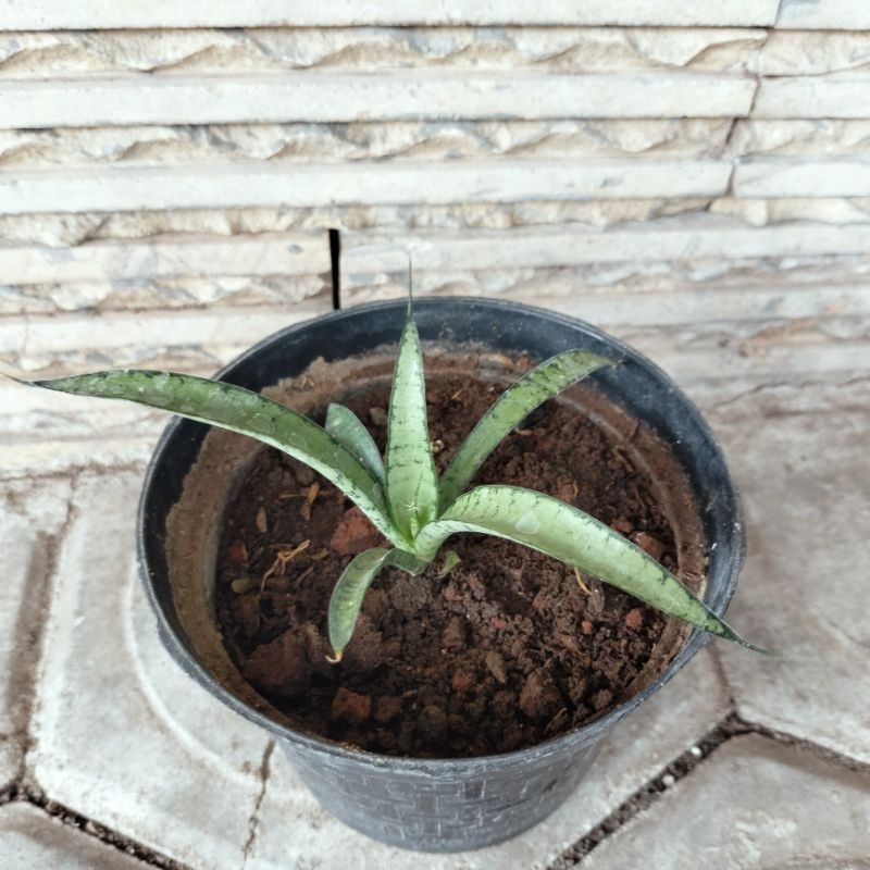 Sansevieria Silver Slik