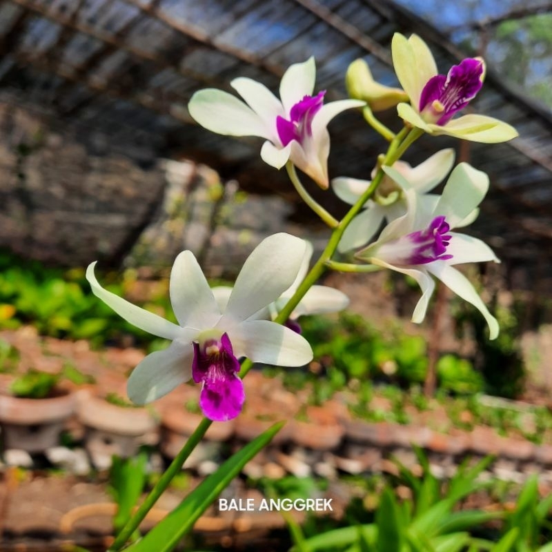 Dendrobium Dr. Uthai White, Anggrek Harum, Anggrek Wangi