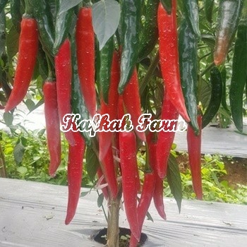 Benih 10 Biji Cabe Besar DORI F1