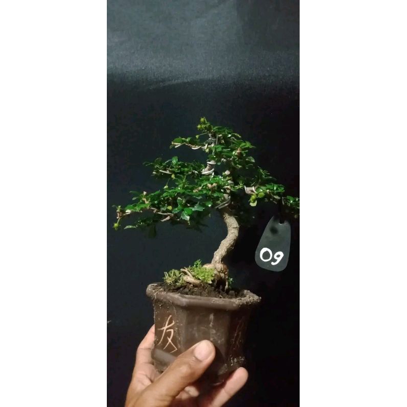 BIBIT FRESH BONSAI HOKIANTI BUAH/SIDOGURIH DARI BIJI UNTUK BAHAN SHITO SEMALL / MAME
