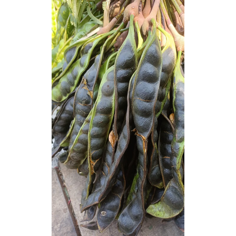 

PETE MATANG POHON 10 PAPAN