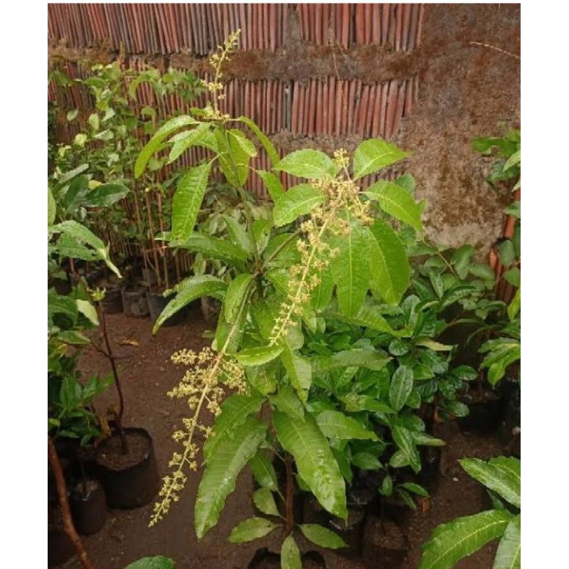 bibit buah mangga okyong berbunga
