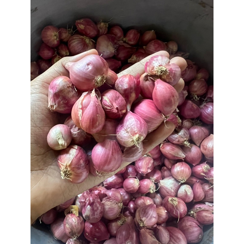 

Bawang Merah