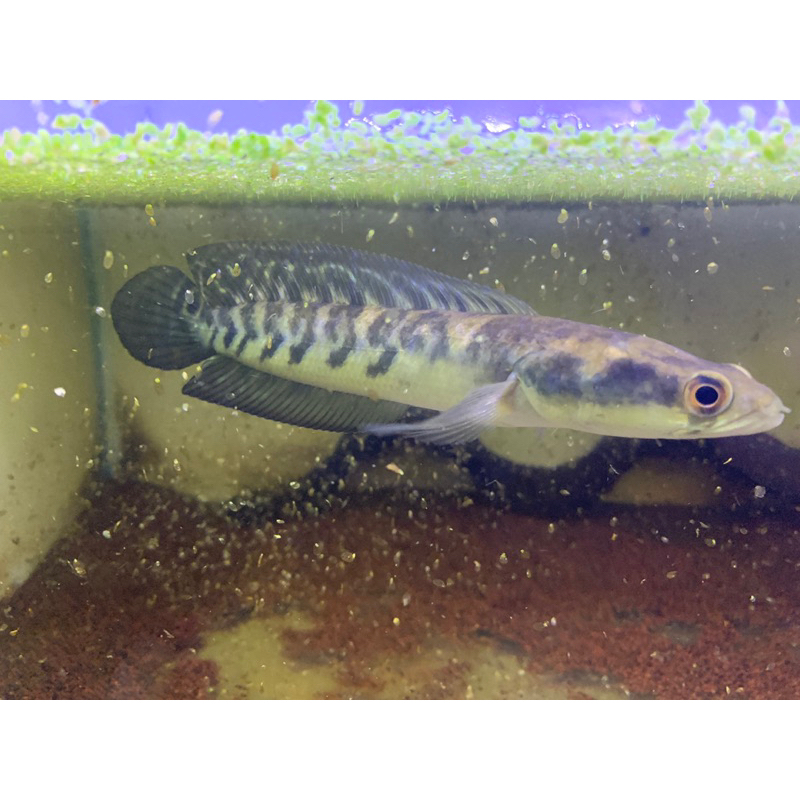 MARU YS SORTIRAN BAR RAPI & SIMET