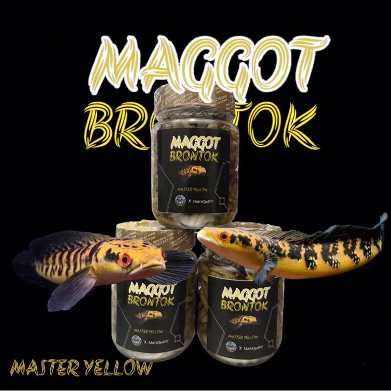 MAGGOT KERING BRONTOK CHANNA MARU YELLOW dan BLUE PULCHRA STEWARTII ANDRAO 30GR