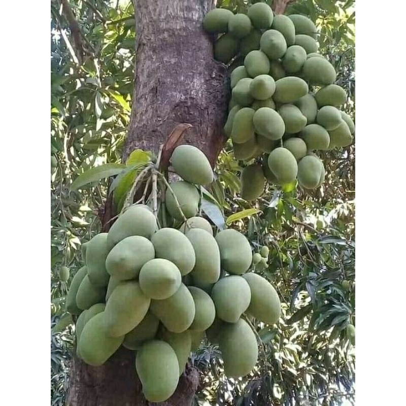

Daun mangga 100g