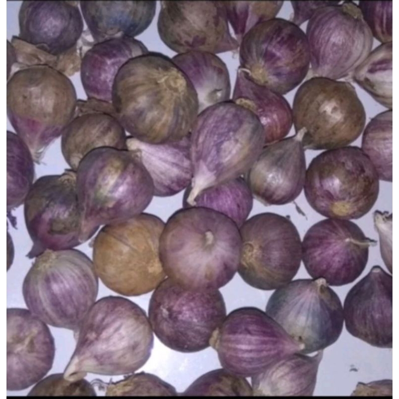 

Bawang putih tunggal
