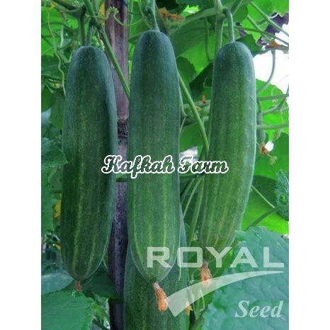 Benih 10 Biji Timun GALAXY