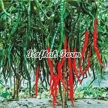 Benih 10 Biji Cabe Keriting RED KRISS