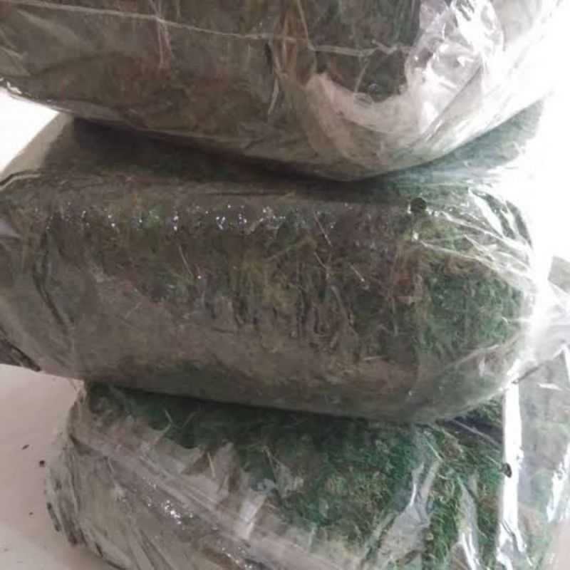 lumut / moss lokal hidup 500 g media tanam anggrek
