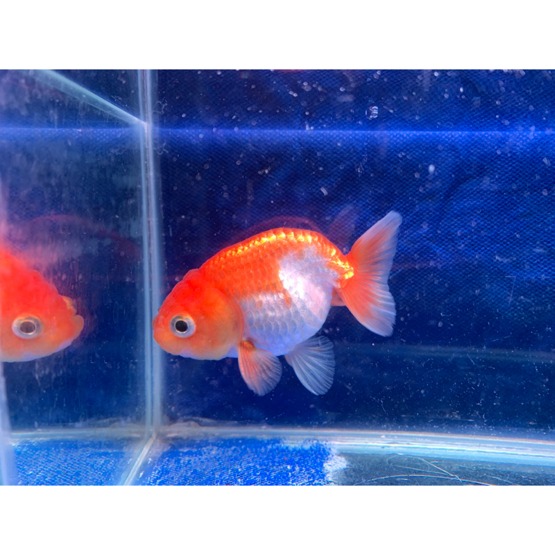 RC019 - Ranchu Red White Panda Tricolor Ikan Mas Koki Maskoki Hiasan Aquarium Hias Short Tail