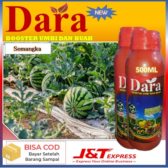 pupuk terbaru dara isi 500ml pupuk untuk tanaman semangka pupuk boster umbi dan buah - manfaat pupuk