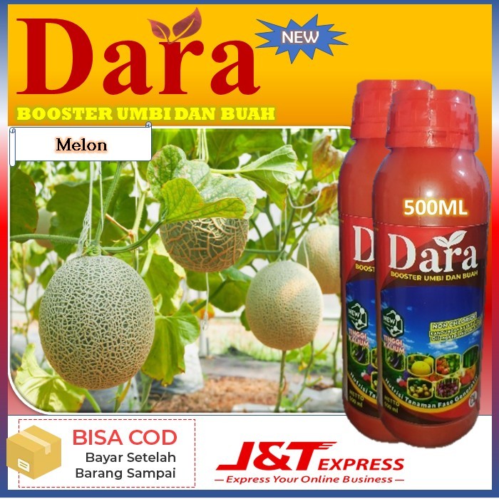 pupuk terbaru dara isi 500ml pupuk untuk tanaman melon pupuk boster umbi dan buah - manfaat pupuk in