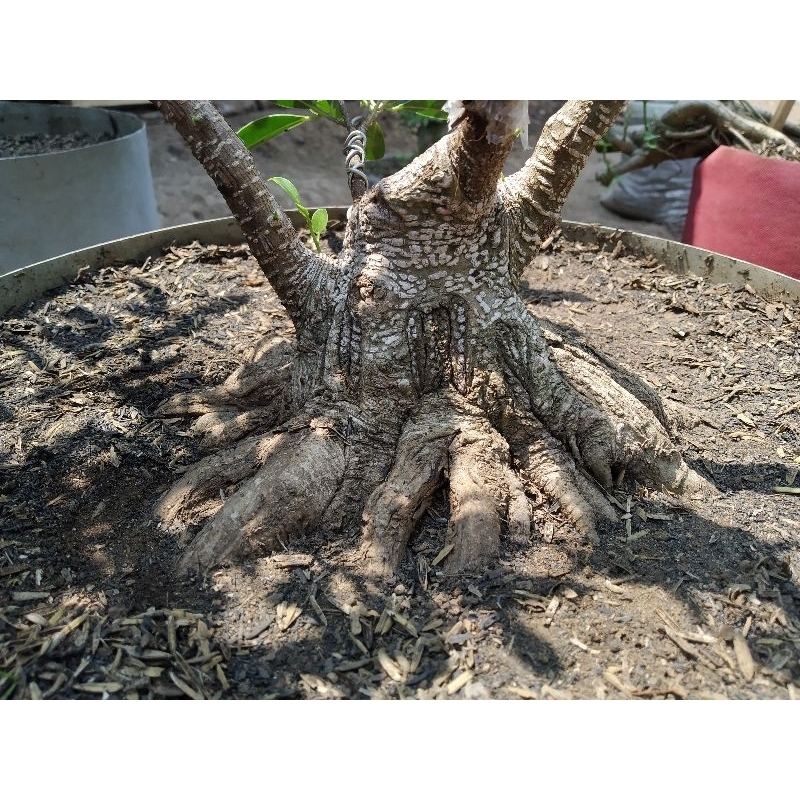bahan bonsai kimeng prokar